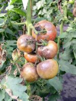 Чем опрыскивать помидоры от болезней?