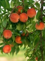 Сорта персиков