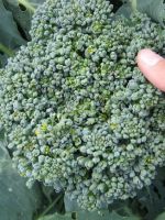 Капуста брокколи – когда собирать урожай?