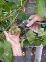Как обрезать виноград летом от ненужных побегов?