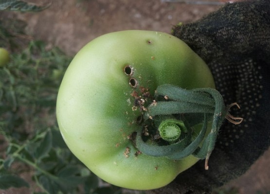 Кто ест рассаду помидоров в теплице и в открытом грунте?