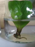 Замиокулькас – размножение листом