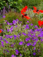 Неприхотливые долгоцветущие цветы-многолетники для сада
