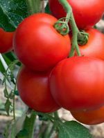 Ранние низкорослые сорта томатов для открытого грунта