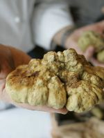 Где в России растет гриб трюфель? 
