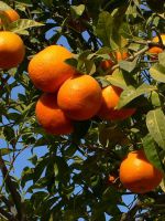 Где растут апельсины?