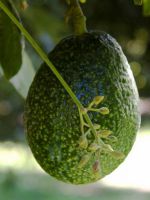 Как растет авокадо?	