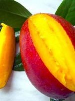 Как растет манго?