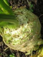 Корневой сельдерей – выращивание из семян