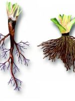 Виды корней и типы корневых систем