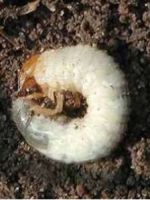 Борьба с личинками майского жука
