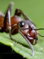 Борьба с муравьями в теплице