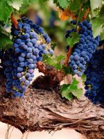 Виноград – болезни и борьба с ними