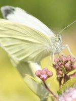 Бабочка капустница – борьба с ней