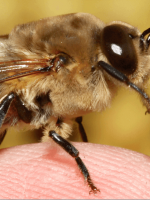 Как избавиться от пчел?