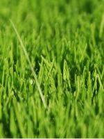Газонная трава - как выбрать?