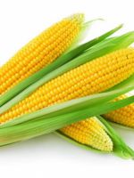 Как хранить кукурузу в початках на зиму?