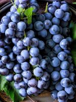 Как хранить виноград на зиму?