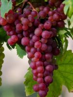 При какой температуре укрывать виноград на зиму?