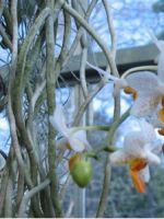 Воздушные корни у орхидеи – что делать?