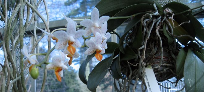 Воздушные корни у орхидеи - что делать
