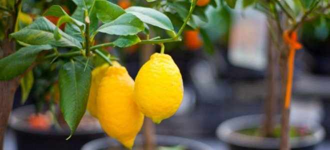 выращивание лимона в домашних условиях в горшке
