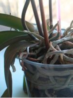 Можно ли обрезать воздушные корни у орхидеи?