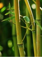 Как растет бамбук?