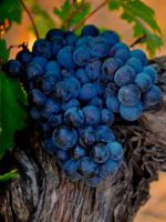 Обрезка винограда осенью для новичков
