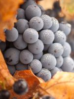 Виноград – обрезка осенью и укрытие на зиму 