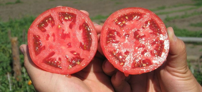 как правильно собрать семена помидоров на рассаду