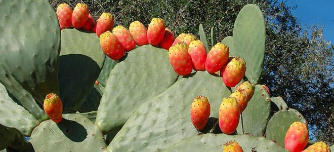 съедобные плоды кактуса