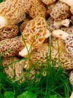 Как готовить сморчки - лучшие рецепты приготовления весенних грибов