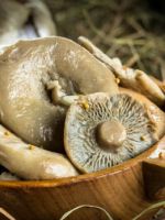 Как приготовить грузди - способы подготовки грибов и лучшие рецепты вкусных блюд