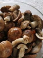 Обабки на зиму - лучшие способы заготовки грибов