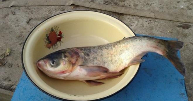 Что за рыба толстолобик, как ее чистить, разделывать и вкусно готовить?
