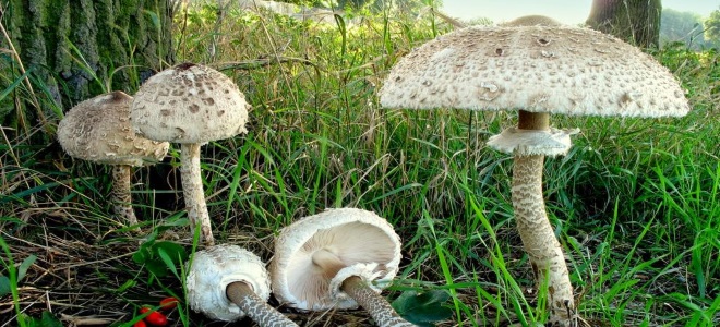 Как правильно чистить грибы зонтики — Сайт о даче