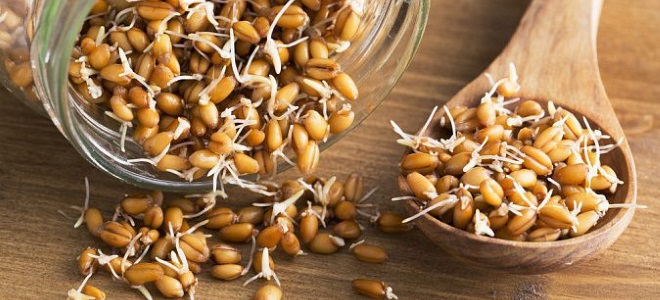 Как прорастить пшеницу для браги