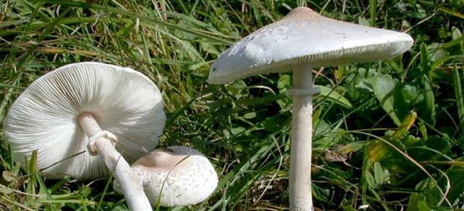 Как правильно чистить грибы зонтики — Сайт о даче
