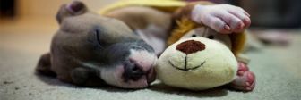 Спят усталые собачки: 20 смешных фото с необычными позами, в которых уснули домашние любимцы