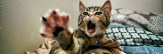 20 смешных фото котов, которые проявили чудеса изворотливости