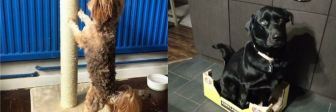 Котопес: 20 смешных фото собак, которые жили в одном доме с кошками и переняли их привычки