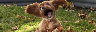 20 смешных фото собак, которые ведут себя нестандартно, но надолго заряжают хозяев позитивом