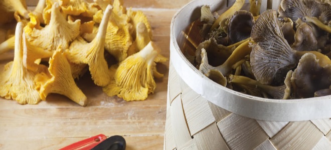 Можно ли замораживать соленые грибы – Можно ли замораживать соленые грибы — Растениеводство в ЗАО «Бирюли»