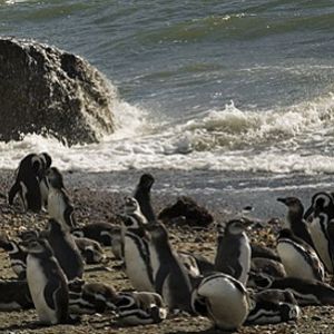 Колония пингвинов в Сено Отвай