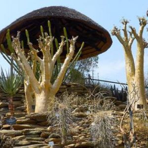Ботанический сад Намибии