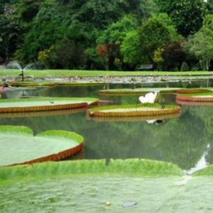 Ботанический сад (Богор) 