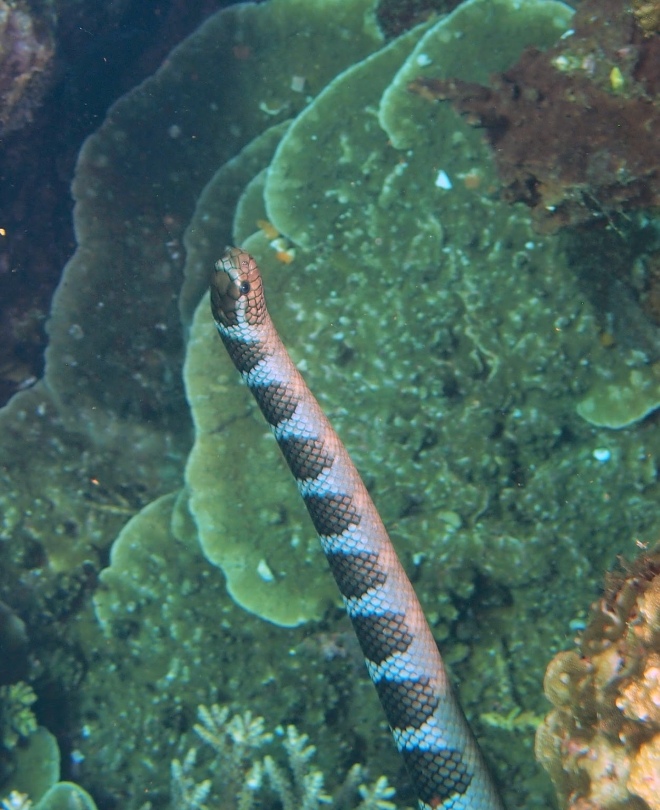 Во время дайвинга можно увидеть морских змей