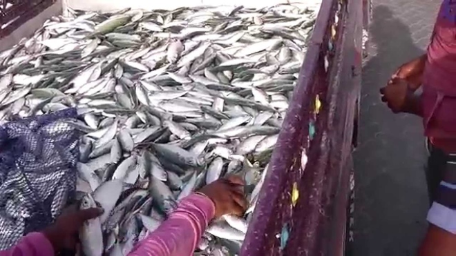 Рыбный рынок в Диббе