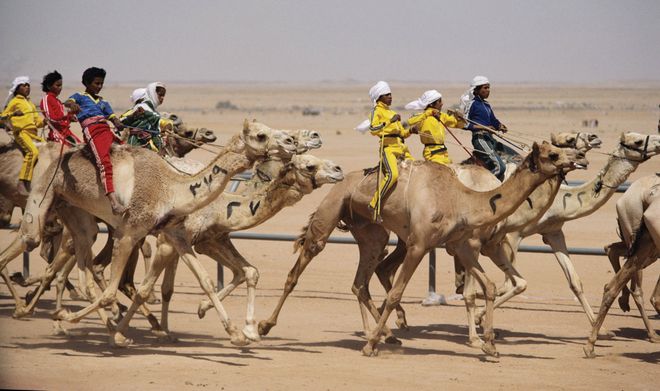 Гонка королевских верблюдов в день празднования Джинадрии